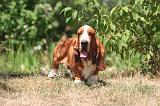 BASSET HOUND 150